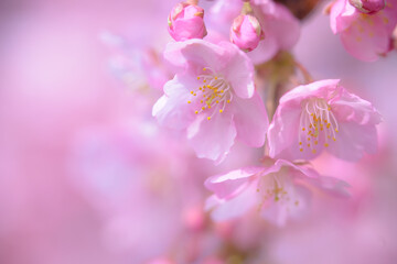 桜満開