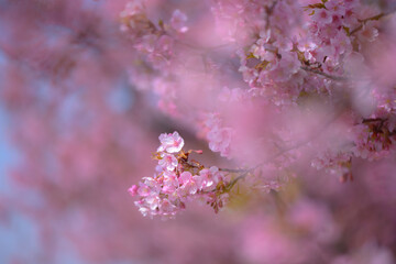 桜満開