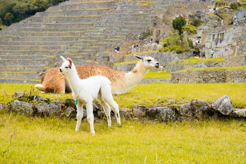 llama of the andes in machupicchu, camelid breeding in Cusco Peru