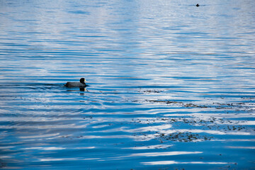 huaypo lagoon in Cusco Peru, piuray chinchero