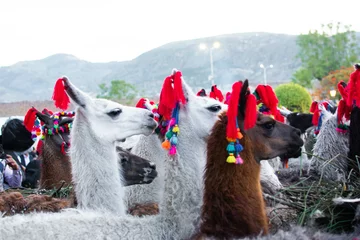 Deurstickers lama in de andes, heilige week ayacucho, kameelachtigen in peru © Jeff Ersoh