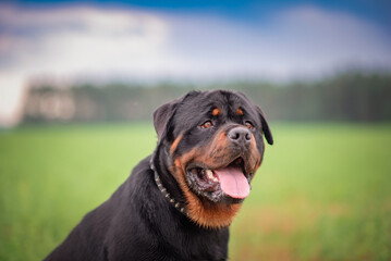 Portrait of a beautiful thoroughbred Rottweiler on a green field.