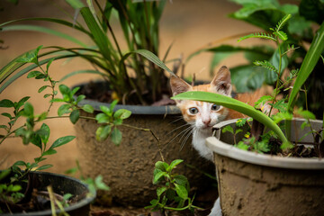 Nature Young Cat