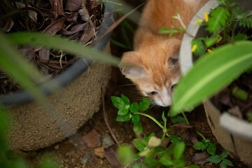Nature Young Cat