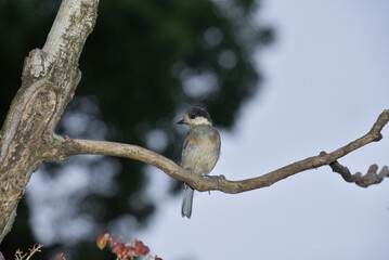 ヤマガラの幼鳥