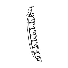 Pea pod sketch. Hand drawn illustration converted to vector. Organic food illustration isolated.