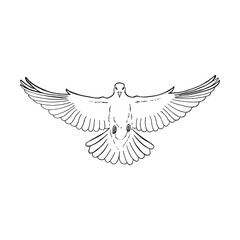 Fototapeta na wymiar Hand drawn dove outline. Line art style isolated on white background.