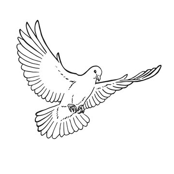 Hand drawn dove outline. Line art style isolated on white background.