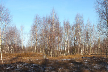 Forest in late autumn.