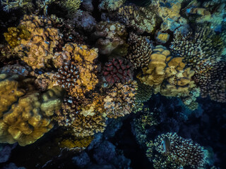 Fototapeta na wymiar colorful corals in a nature reserve from the red sea