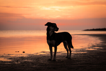 silhouettes of dogs, sunset on the sea