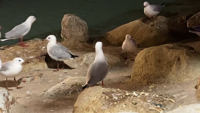A flock of urban common silver gulls, chroicocephalus novaehollandiae walking on the rocky shore, foraging on bread crumbs at night in downtown Brisbane.