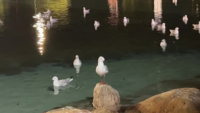 Solo silver gull standing on a rock with a flock of common seagulls swimming on the rippling water in the background at downtown south Brisbane city at night.