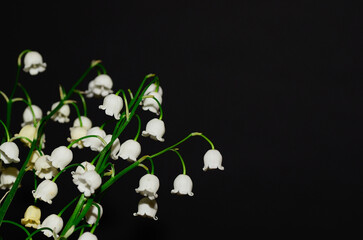 Fototapeta na wymiar lilies with black