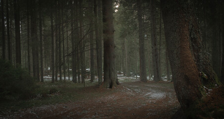 Fototapeta premium Forests photo