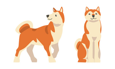 Shiba Inu as Japanese Breed of Hunting Dog with Prick Ears and Curled Tail Sitting and Standing Vector Set