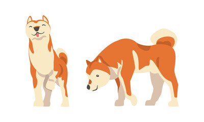 Obraz na płótnie Canvas Shiba Inu as Japanese Breed of Hunting Dog with Prick Ears and Curled Tail Standing Vector Set