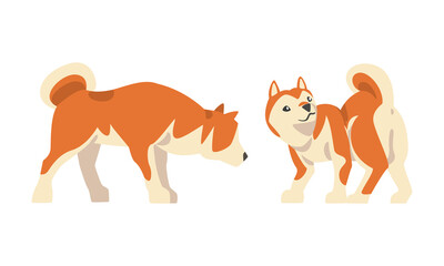 Shiba Inu as Japanese Breed of Hunting Dog with Prick Ears and Curled Tail Standing Vector Set