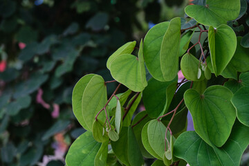 Fototapeta na wymiar Apta tree leaves (Bauhinia racemosa). Apta tree leaves distribute on the Dussehra occasion in India. 