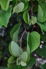 Apta tree leaves (Bauhinia racemosa). Apta tree leaves distribute on the Dussehra occasion in India. 