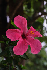 Big Size Pink hibiscus flower on a green background. In the tropical garden, Pune, India.