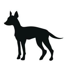 German pinscher or Doberman with uncut tail and ears black silhouette of a standing dog