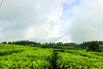 Fototapeta premium Tea Plantation and Trees in Ciwidey, Indonesia. Green Nature Background
