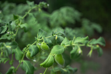 実り始めた畑のひよこ豆