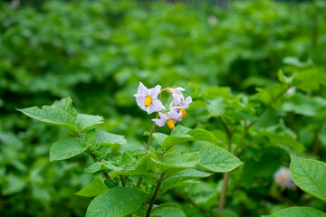 Macrophotography of a single lilac potato flower and plant growing between the green potato bushes cultivated by local farmer in Poland in Eastern Europe on July in summer
