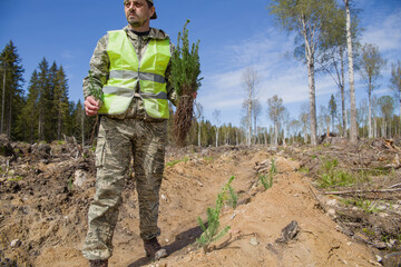 A forest worker is planting seedlings of coniferous trees in the place of a felled forest.