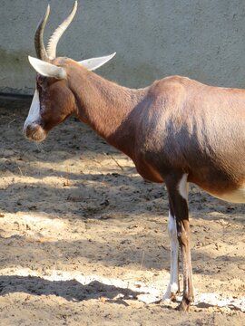 antilope