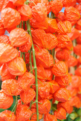 Orange Chinese lantern plants or Japanese lantern plants (hozuki, husk tomato, ground cherry, physalis alkekengi)