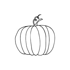 pumpkin hand drawn in doodle style. vegetable in simple line art.