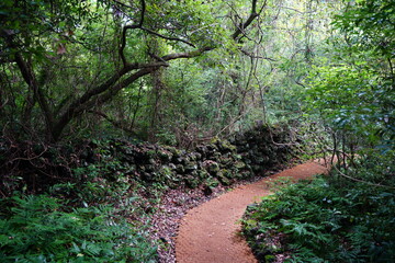 mossy rocks and pathway in summer forest