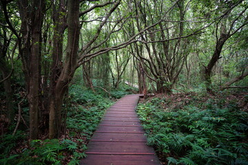 thick wild forest with fine boardwalk