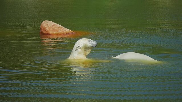 Slow motion footage capturing two young polar bears playing around in a water enclosure, at a wildlife park in Sweden. Changing habitat and wildlife exposed to climate change concept.