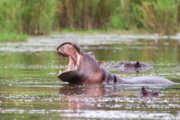 Fototapeta na wymiar Hippos wallowing in a river in the Kruger Park, South Africa 