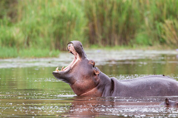 Hippos wallowing in a river in the Kruger Park, South Africa	