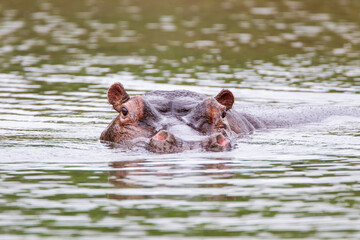 Fototapeta premium Hippos wallowing in a river in the Kruger Park, South Africa 