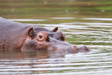 Hippos wallowing in a river in the Kruger Park, South Africa	