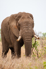 Fototapeta na wymiar African elephant bull with big tusks eating alongside the road in the Kruger Park, South Africa 