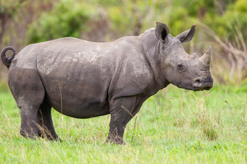 Southern White Rhino grazing on the open savannah of South Africa	