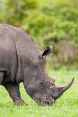 Southern White Rhino grazing on the open savannah of South Africa	