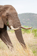 African elephant bull with big tusks eating alongside the road in the Kruger Park, South Africa	
