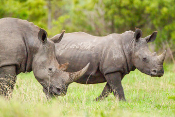Fototapeta premium Southern White Rhino grazing on the open savannah of South Africa 