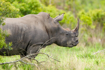 Fototapeta premium Southern White Rhino grazing on the open savannah of South Africa 