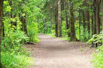Road in coniferous and deciduous forest on a day with partly cloudy. Soft focus