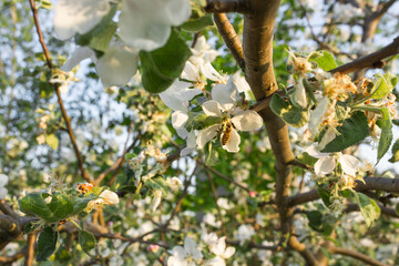 Honey bee is collecting pollen on a beautiful blossoming apple orchard tree. Natural spring background.