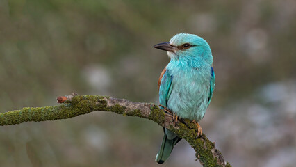 European Roller perched on a branch.