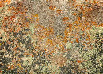 texture of an old stone in the Petroglyph Park in Kyrgyzstan